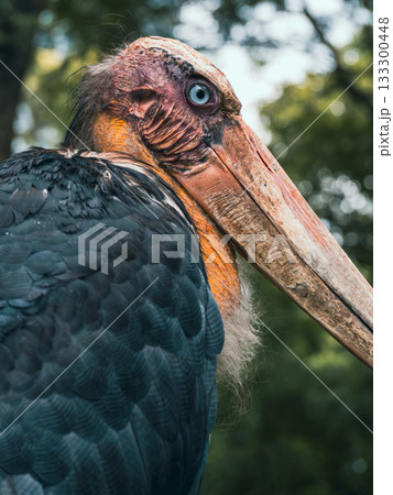 ベトナムのサイゴン動植物園 133300448