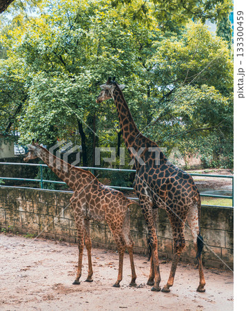 ベトナムのサイゴン動植物園 ベトナムのサイゴン動植物園 133300459