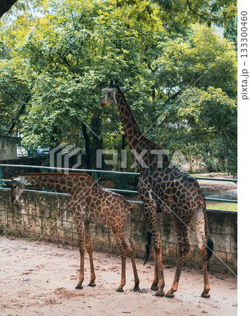 ベトナムのサイゴン動植物園 133300460
