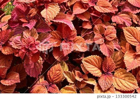 コリウス（シソ科）コリウス属 133300542