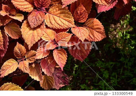 コリウス（シソ科）コリウス属 133300549