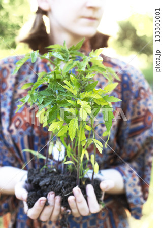 girl holds seedlings in her hands girl holds seedlings in her hands 133301001