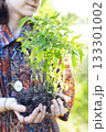 girl holds seedlings in her hands 133301002
