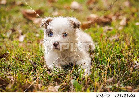 Cute Australian Shepherd puppy with blue eyes lying on autumn grass outdoors, looking curiously at the camera Cute Australian Shepherd puppy with blue eyes lying on autumn grass outdoors, looking curiously at the camera 133301052