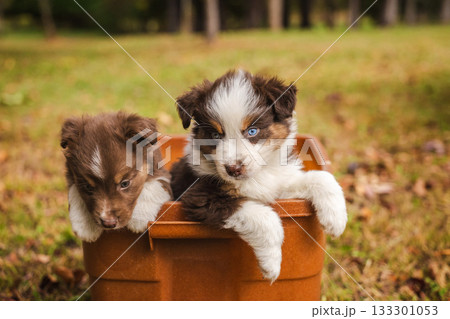 Two Australian Shepherd puppies with blue eyes leaning over a brown container outdoors in autumn grass Two Australian Shepherd puppies with blue eyes leaning over a brown container outdoors in autumn grass 133301053
