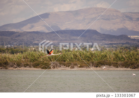 Flamingo flying over lagoon near Santa Pola, Spain, with mountains and reeds in background under cloudy sky. 133301067