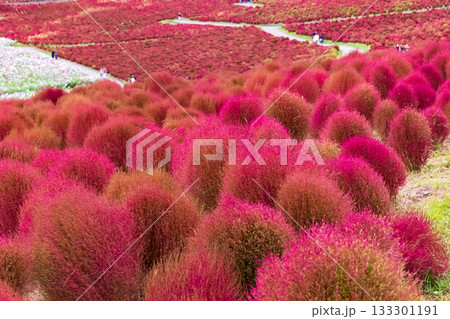 紅葉したコキア(茨城県 国営ひたち海浜公園 紅葉したコキア(茨城県 国営ひたち海浜公園 133301191