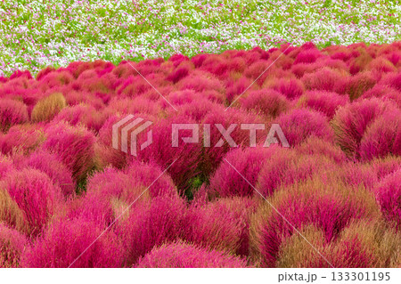 紅葉したコキア（茨城県　国営ひたち海浜公園 133301195