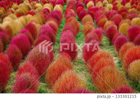 紅葉したコキア（茨城県　国営ひたち海浜公園） 133301215