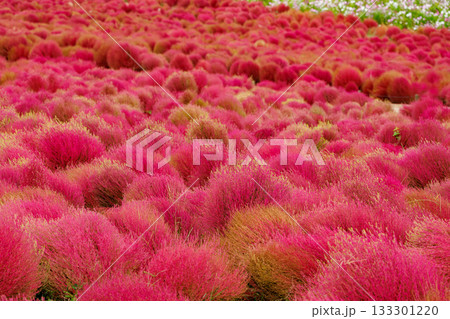 紅葉したコキア(茨城県 国営ひたち海浜公園) 紅葉したコキア(茨城県 国営ひたち海浜公園) 133301220