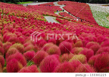紅葉したコキア（茨城県　国営ひたち海浜公園） 133301223