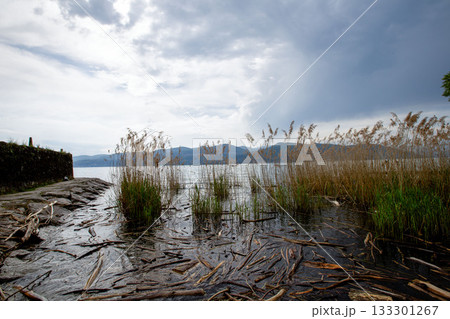 thunderstorm on the lake with reeds on the shore 133301267