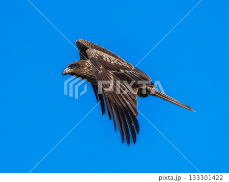 空を飛ぶトビ 133301422
