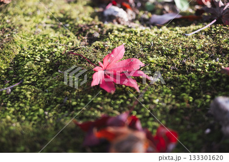 苔の絨毯に落ちた鮮やかな赤いモミジの葉 133301620
