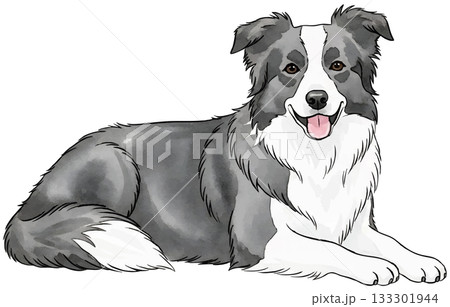 伏せをするボーダーコリー 伏せをするボーダーコリー 133301944