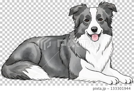 伏せをするボーダーコリー 伏せをするボーダーコリー 133301944