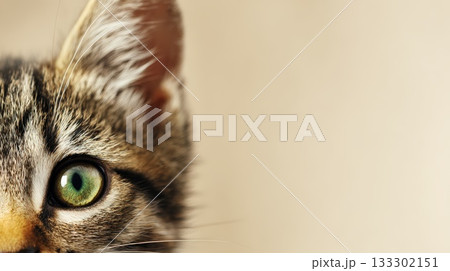 Close Up Of A Green Eyed Tabby Cat With Soft Fur And Curious Expression 133302151