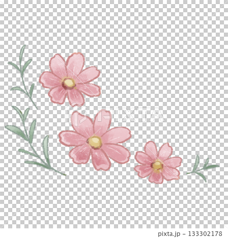 An autumnal pink cosmos illustration drawn with soft colored pencils 133302178