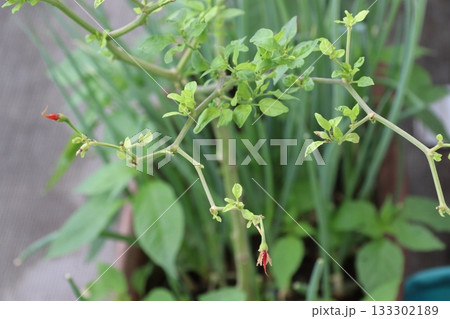 冬越しに成功したトウガラシの新芽（二年目） 133302189