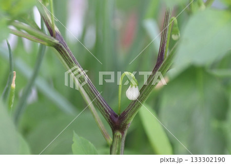 トウガラシの一番花：撤去前 133302190