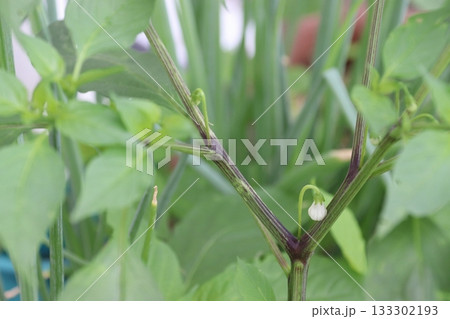 トウガラシの一番花：撤去前 133302193