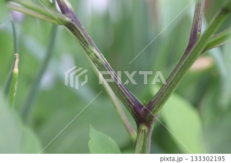 トウガラシの一番花:撤去後 トウガラシの一番花:撤去後 133302195