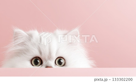 Adorable White Cat Peeking Over Pink Surface With Big Eyes In Soft Studio Light 133302200