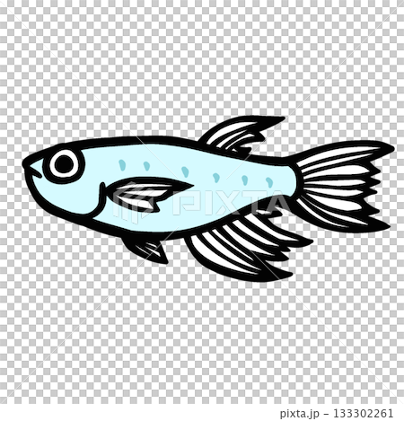 かわいいヒレ長メダカのイラスト かわいいヒレ長メダカのイラスト 133302261