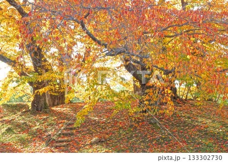 秋の紅葉と落ち葉 秋の紅葉と落ち葉 133302730