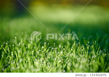 Close up of green grass with droplets of dew in the morning Close up of green grass with droplets of dew in the morning 133302870
