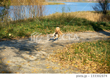 Funny small dog happily running on path trail in autumn forest Funny small dog happily running on path trail in autumn forest 133302874
