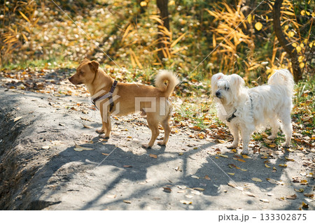 Portrait of cute happy dogs friendswalking together in autumn forest. 133302875