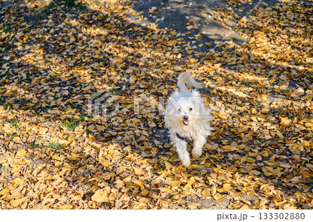 Happy white dog running on sunny autumn park. 133302880