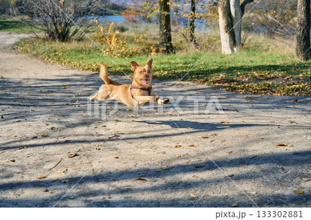 Funny small dog happily running on path trail in autumn forest Funny small dog happily running on path trail in autumn forest 133302881