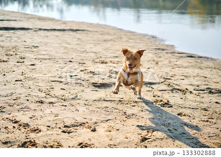 Funny small dog running on sunny sandy beach. Walking, activity concept 133302888