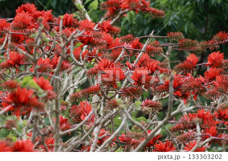 咲き誇るデイゴの花　やんばるの森 133303202
