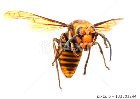 オオスズメバチのオス オオスズメバチのオス 133303244
