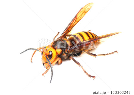 オオスズメバチのオス オオスズメバチのオス 133303245