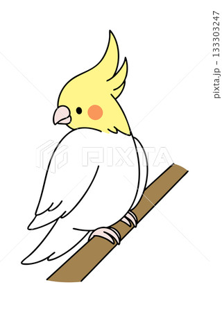 オカメインコ 133303247