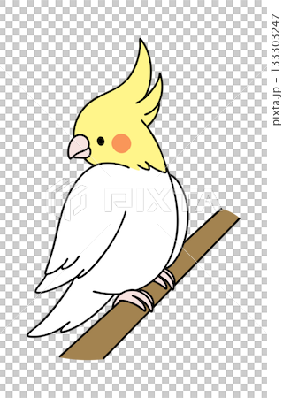 オカメインコ 133303247