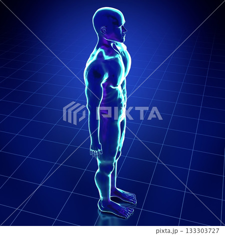 Male anatomy - standing model - 3d illustration Male anatomy - standing model - 3d illustration 133303727