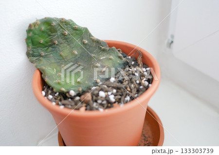 Dying Opuntia Cactus from Overwatering and Neglect 133303739