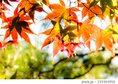 晩秋の逆光の陽の光で紅葉に影ができた 晩秋の逆光の陽の光で紅葉に影ができた 133303958