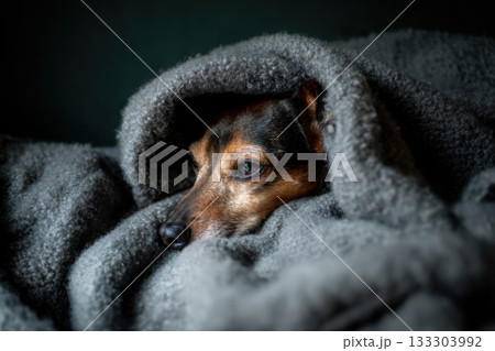 Cozy dog rests snugly in a warm blanket 133303992