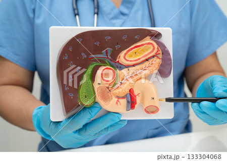 Liver with gallbladder, pancreas spleen and duodenum, Asian doctor holding human anatomy model for study diagnosis and treatment in hospital. Liver with gallbladder, pancreas spleen and duodenum, Asian doctor holding human anatomy model for study diagnosis and treatment in hospital. 133304068