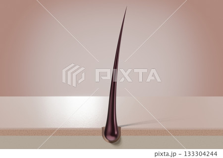 Single hair follicle - 3D illustration 133304244