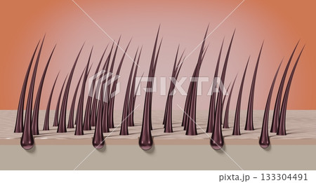 Healthy hair follicles and skin under microscope - 3D illustration 133304491