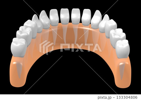 Set of healthy human teeth and gum - 3D illustration Set of healthy human teeth and gum - 3D illustration 133304806