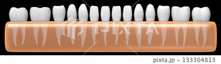 Set of healthy human teeth in gum - 3D illustration 133304813