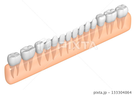 Set of healthy human teeth and gum - 3D illustration Set of healthy human teeth and gum - 3D illustration 133304864